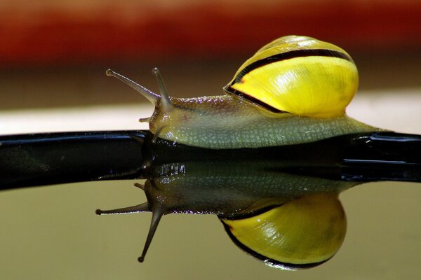 Bild einer Schnecke in der Nähe