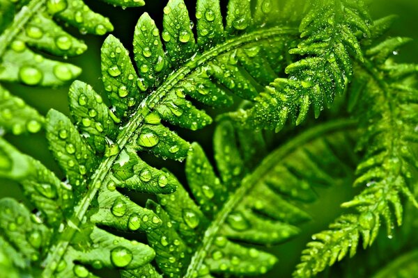 Wassertropfen Blätter sind grün