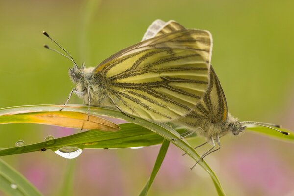 Papillons sur l herbe. Rosée sur l herbe