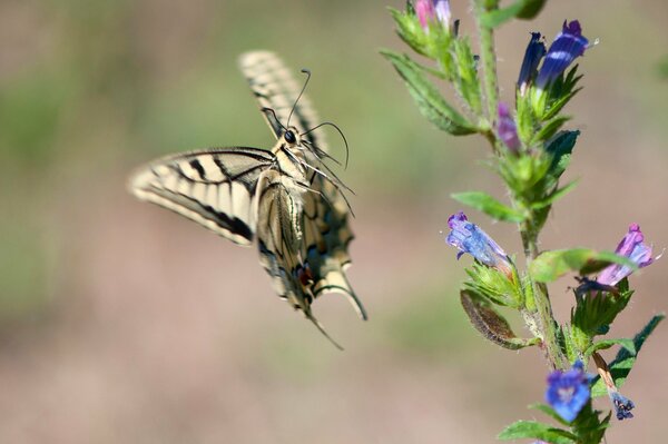 A butterfly in motion and a flower