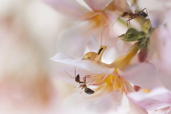 Encuentro en la flor rosa de un Caracol y una hormiga