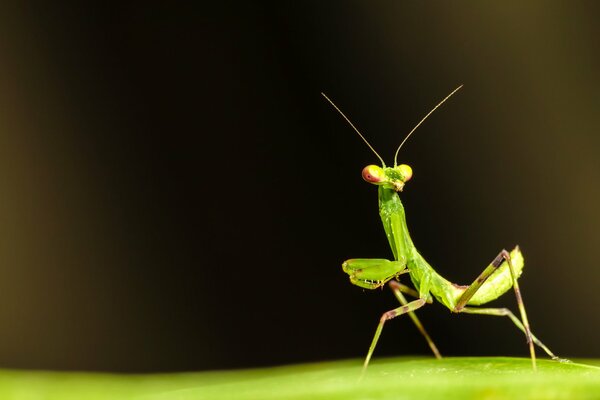 Die grüne Gottesanbeterin hat sich versteckt. Mantis auf einem Blatt