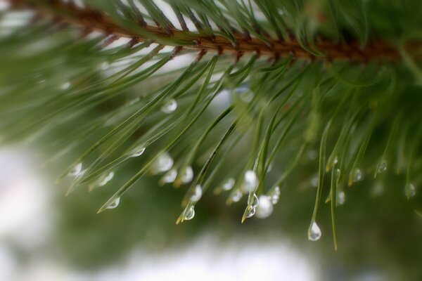 Macro dew on spruce needles