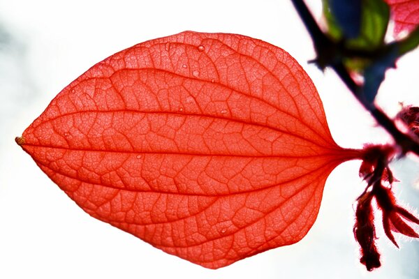 Rotes Blatt mit Adern