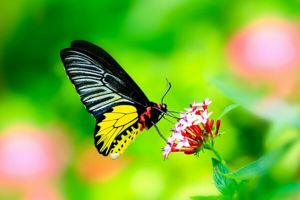 Una mariposa se sienta en una flor