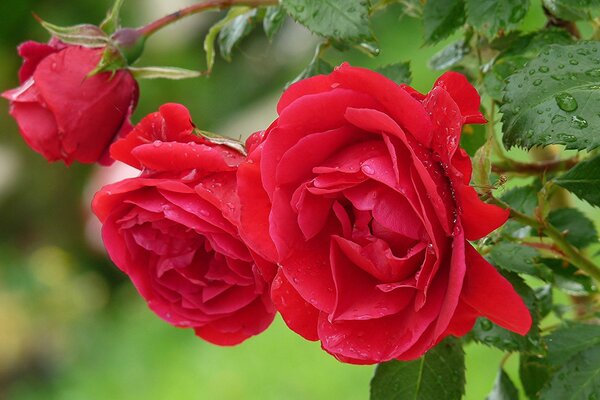 Floraison rose écarlate après la pluie