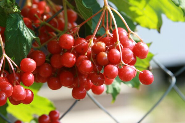 Il viburno rosso ci ha chiamato