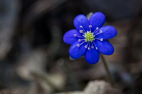 Flor azul brillante sobre fondo gris