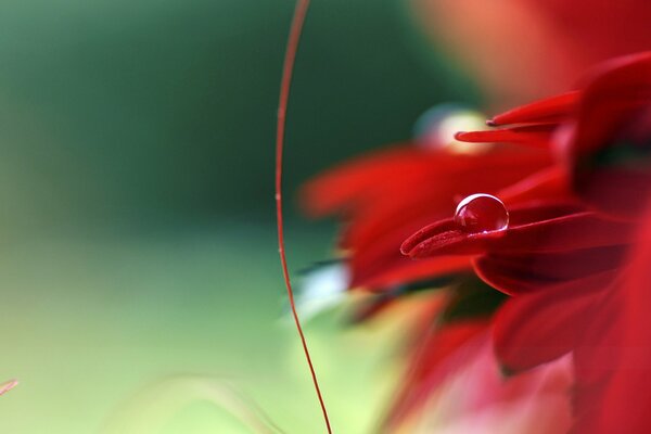 A drop of water on the petals of a red flower