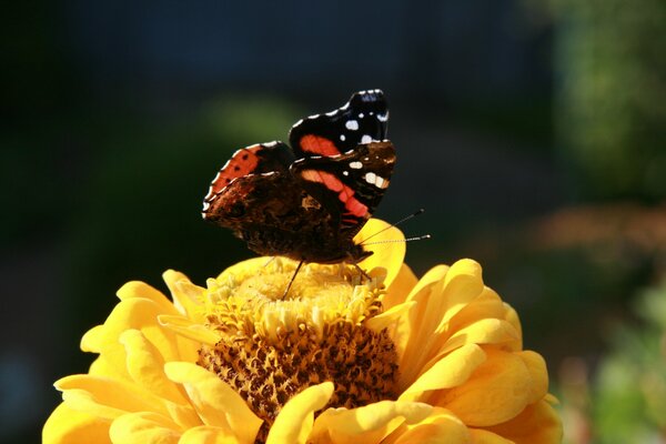 Schmetterling auf einer Blume. Marco Schießen