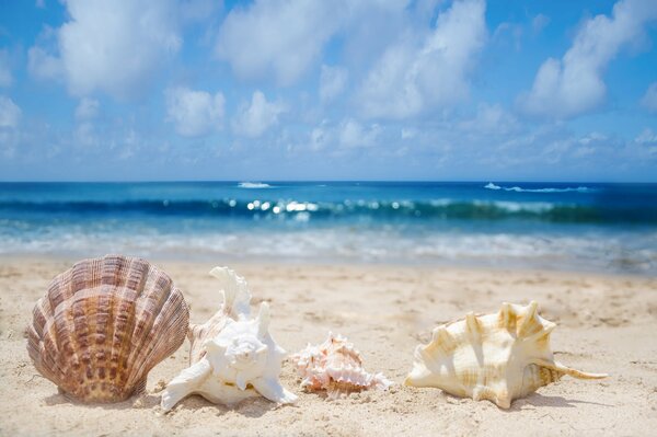 Seashells on the sandy seashore