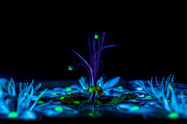 Goutte sur la fleur avec la lumière de nuit