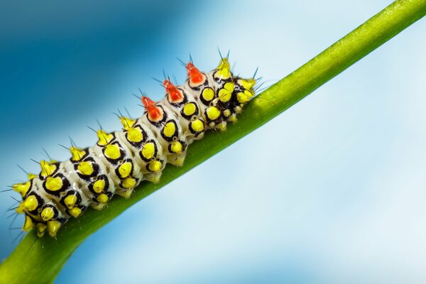 A colored caterpillar on a green stem