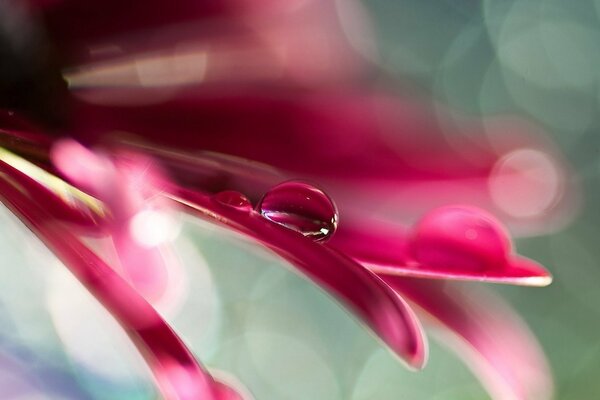 Macro gota de agua en el pétalo