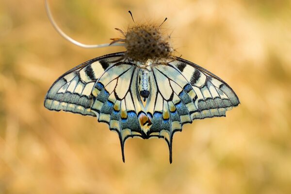 Papillon multicolore sur fond flou