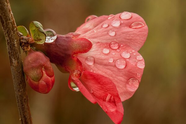 Brote de flor de rosa en primavera