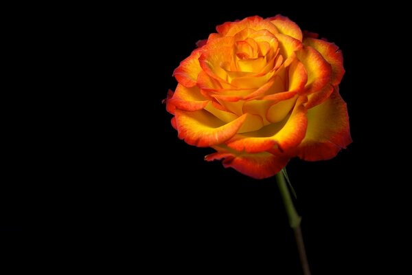 Orange Rose auf dunklem Hintergrund