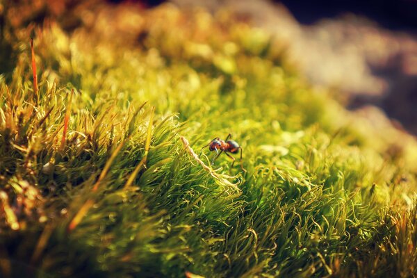 Macro instantánea de la naturaleza-el hormiguero