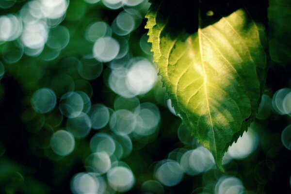 Drops of sunshine through the green leaves of trees