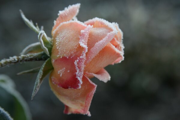 Blassrosa Rose im Frost