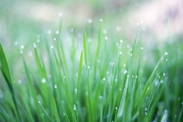 Rosée du matin sur l herbe verte