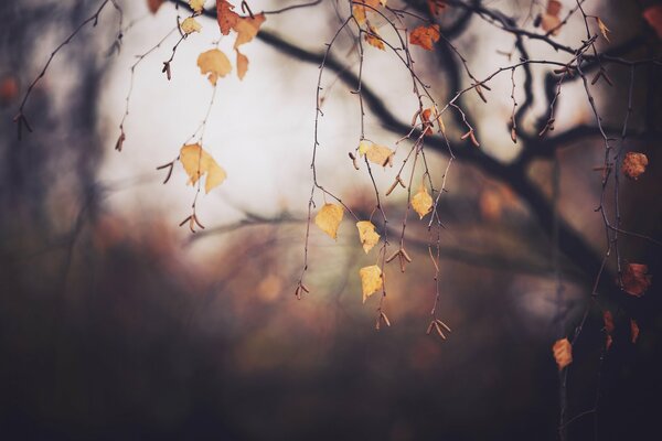 Yellow leaves on a birch tree