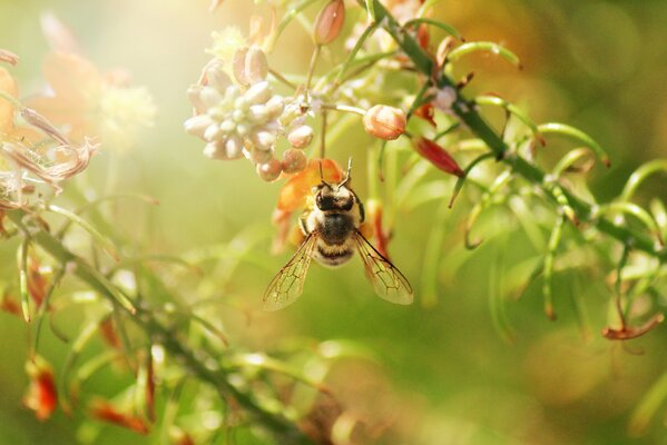 A bee collects pollen from plants