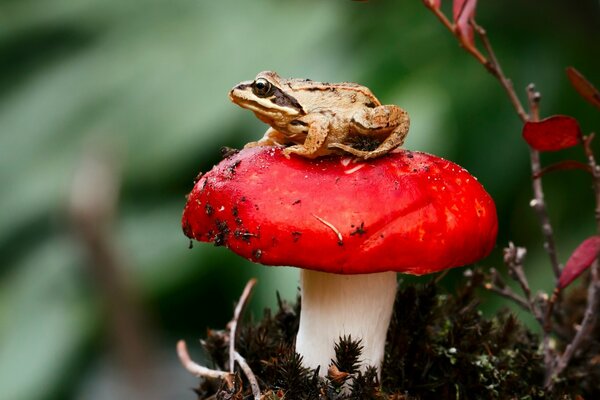 Une grenouille est assise sur un champignon rouge