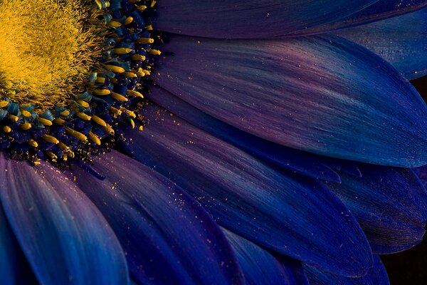 Polline giallo su petali blu