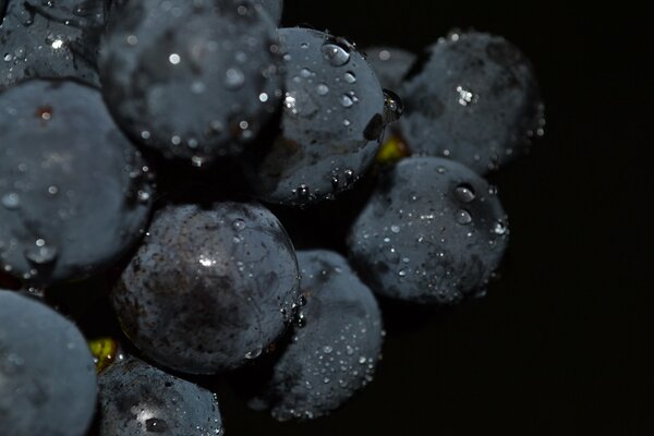 Macro d une grappe de raisin noir