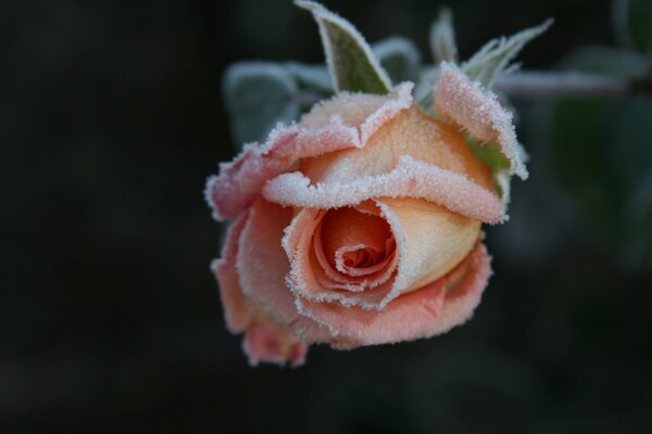 Rosa en el frío, en los pétalos de escarcha