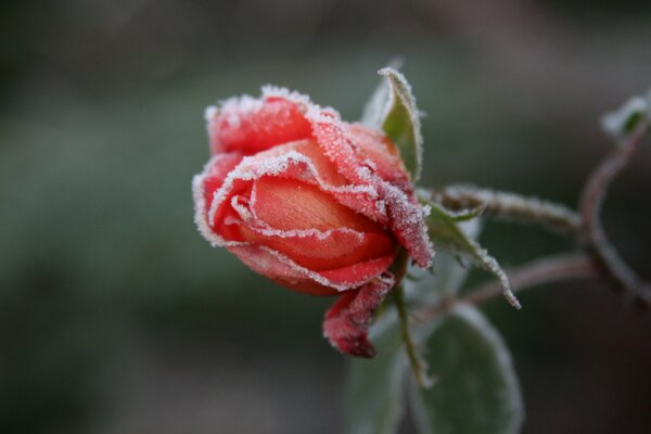 Eine gefrorene Rose. Frost auf der Blume