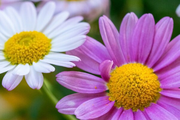 Dos flores de color blanco y púrpura