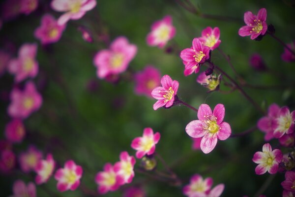 Ein Busch mit rosa Blüten, der Hintergrund ist verschwommen