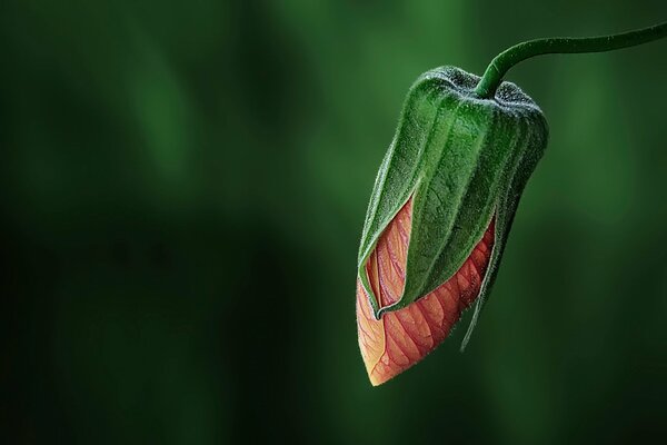 Red bud of a green flower