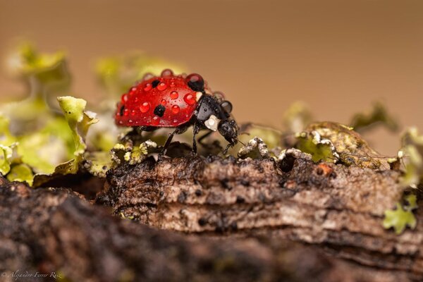 Coccinelle dans une goutte de rosée