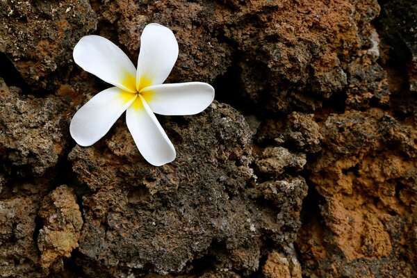 Лепестки цветка на камне