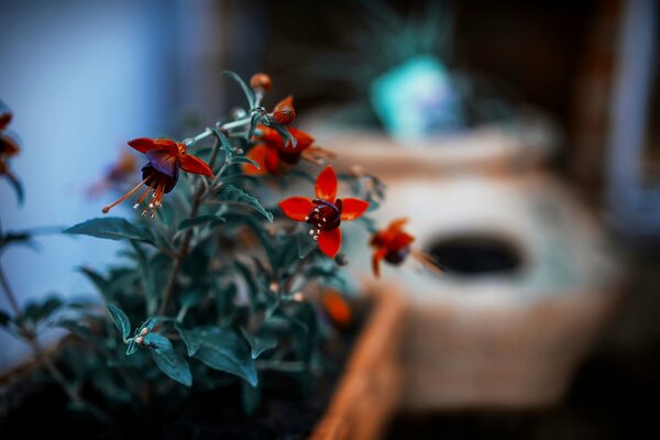 Pequeñas flores rojas en maceta