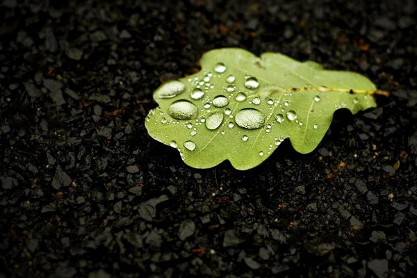 Macro shot of an oak leaf in water droplets