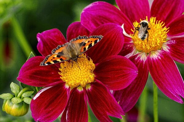 Macrofotografia di farfalla e calabrone sui fiori