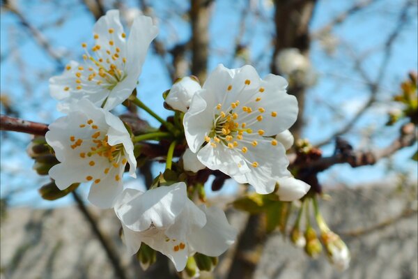 Spring cherry blossoms on the sky background