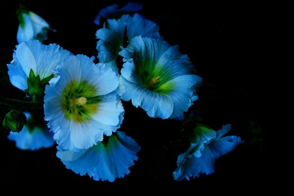 Fleurs de mauve bleu sur fond noir
