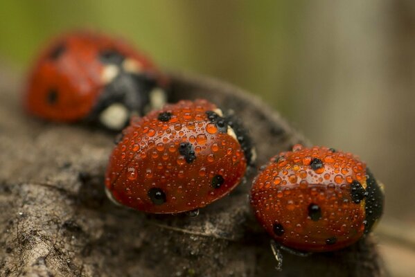 A family of ladybugs in dewdrops