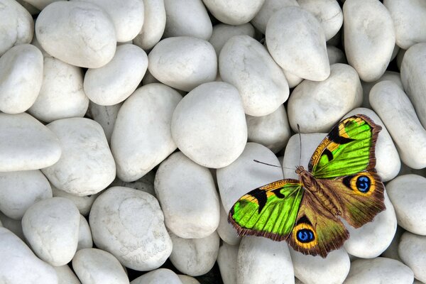 Mariposa de color sobre guijarros blancos