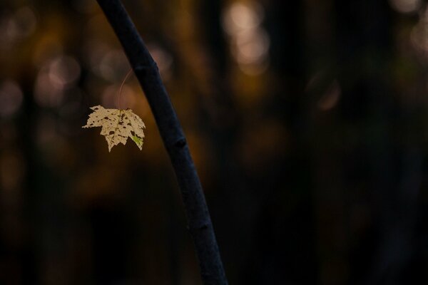 Pictures of autumn with an emphasis on a leaf