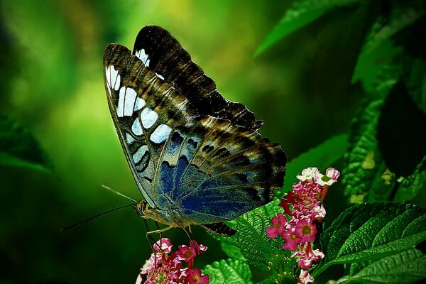 Der Schmetterling ist nur auf der Blume angekommen