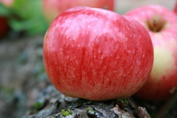 Äpfel sind reif, was bedeutet, dass es bereits im Herbst ist