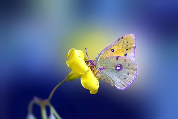 Schmetterling auf einer gelben Blume auf blauem Hintergrund