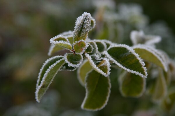 Feuilles vertes recouvertes de givre