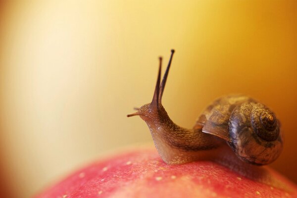 Schnecke mit Hörnern auf der rutschigen Oberfläche eines Apfels